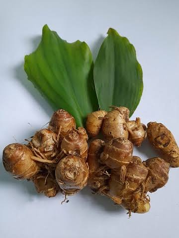 Kencur