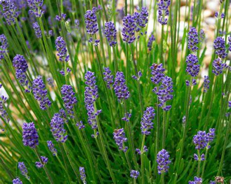 Lavender