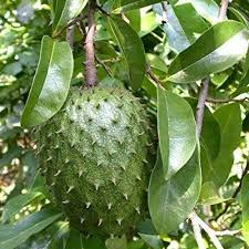 Daun sirsak
