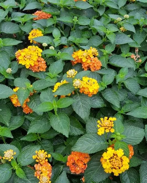 Tembelekan/Salira