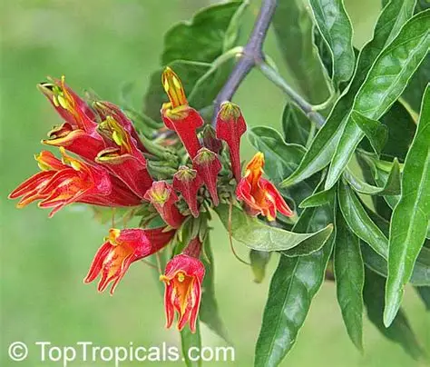 Gendis