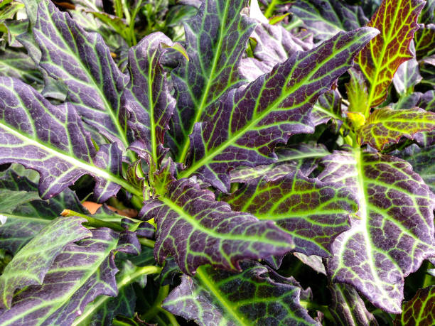 Daun Dewa